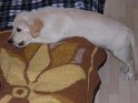 Iarna 2008 070